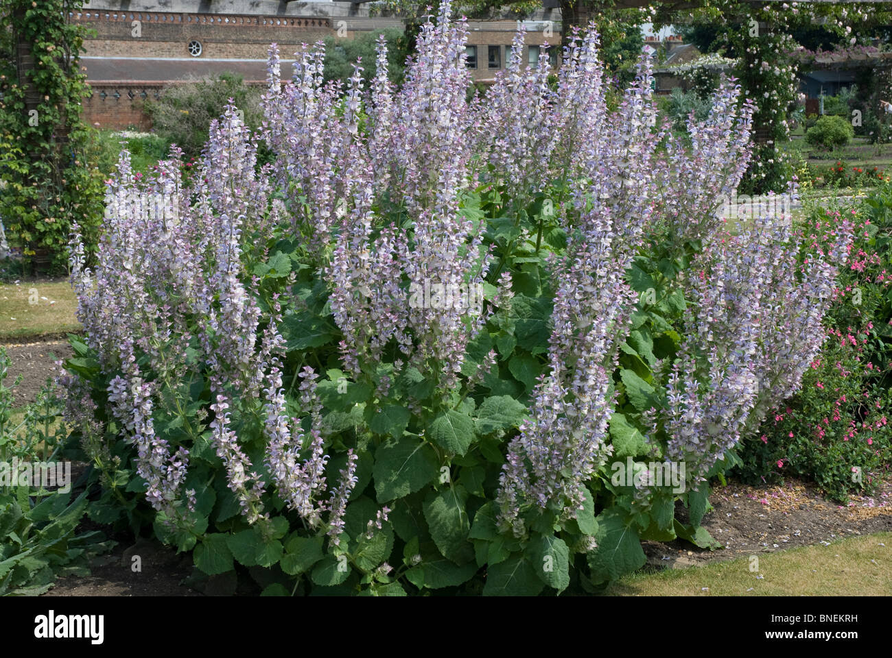 Salvia Virgata Kew Surrey England UK Stock Photo