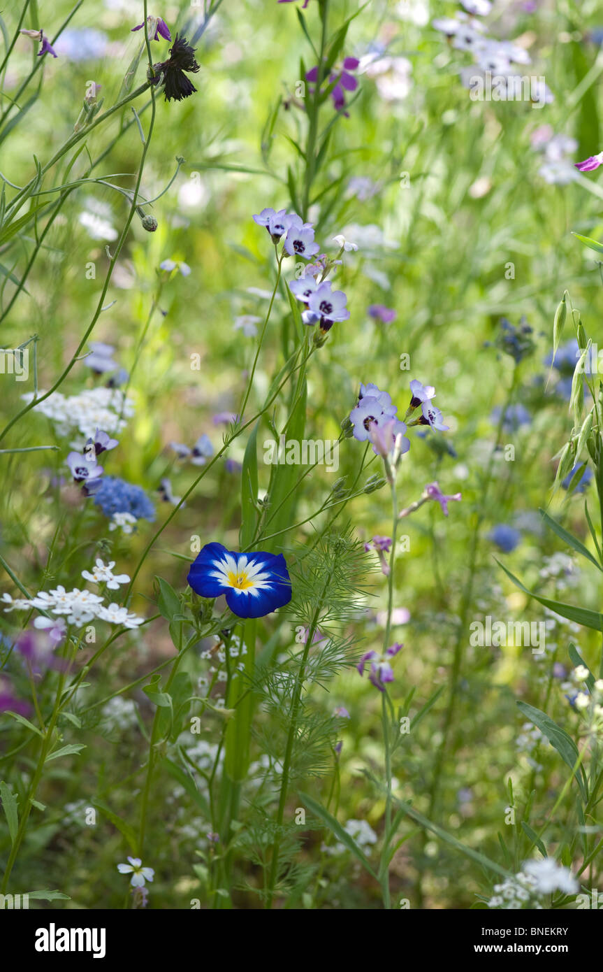 Mini meadow of annual flowers, Dwarf Morning Glory 'Blue Ensign' stands out among the other flowers Stock Photo