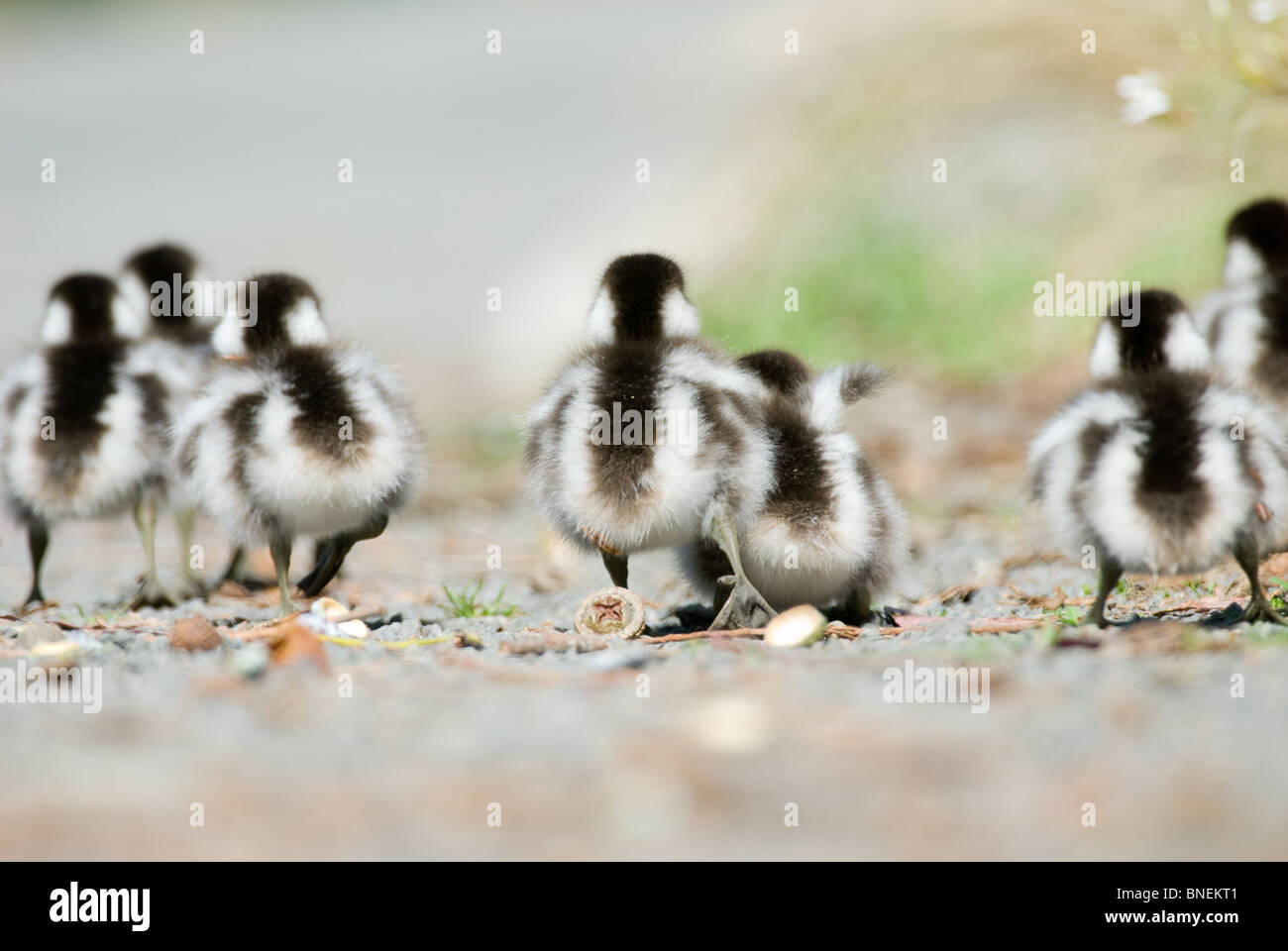 Paradise Shelduck ducklings Tadorna variegata Stock Photo