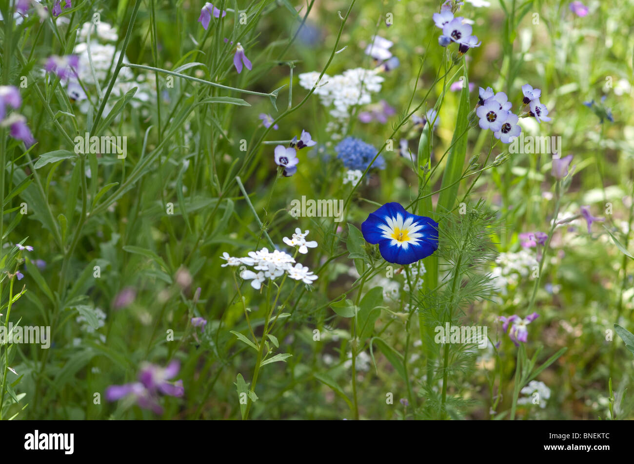 Mini meadow of annual flowers, Dwarf Morning Glory 'Blue Ensign' stands out among the smaller flowers Stock Photo