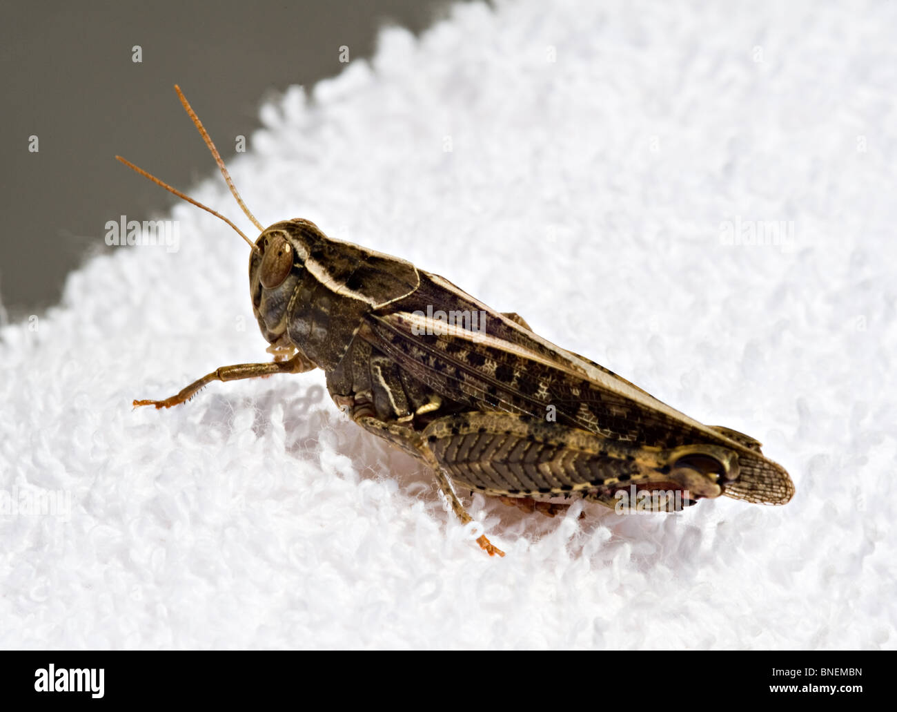 A Common Field Perching on a White Towel at a Spanish Villa