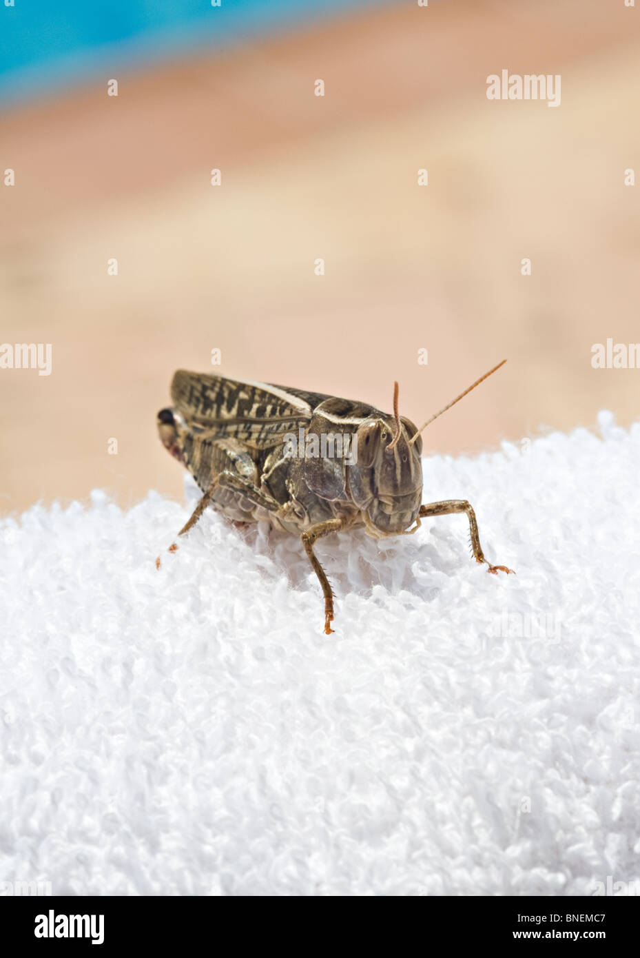 A Common Field Perching on a White Towel at a Spanish Villa