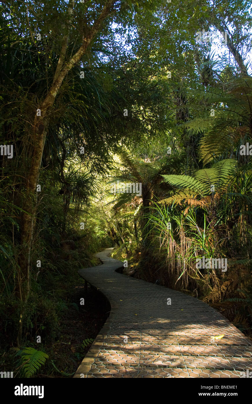 Tree Ferns New Zealand High Resolution Stock Photography and Images - Alamy