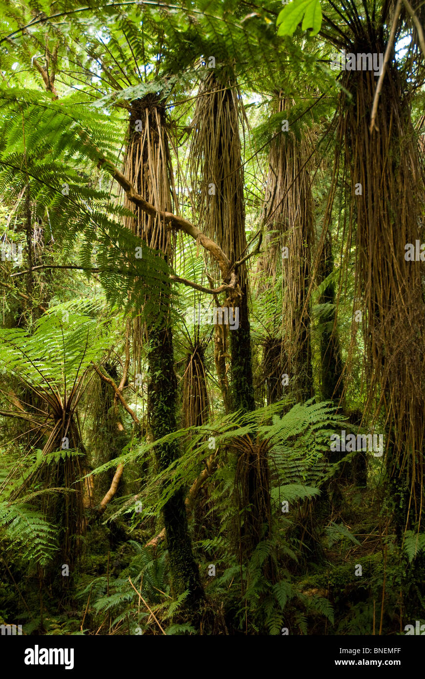 Tree Ferns New Zealand High Resolution Stock Photography and Images - Alamy