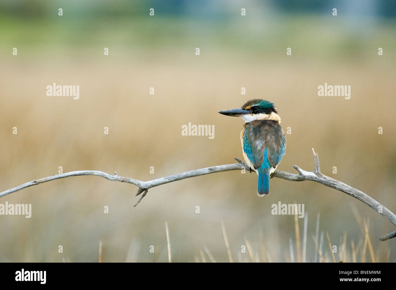 Sacred Kingfisher Halcyon sancta Stock Photo