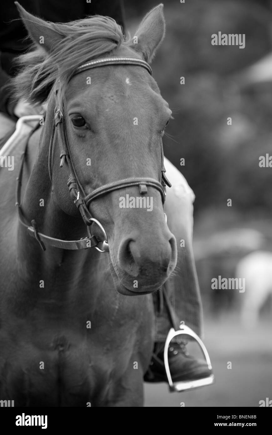Horse Equus ferus caballus Stock Photo