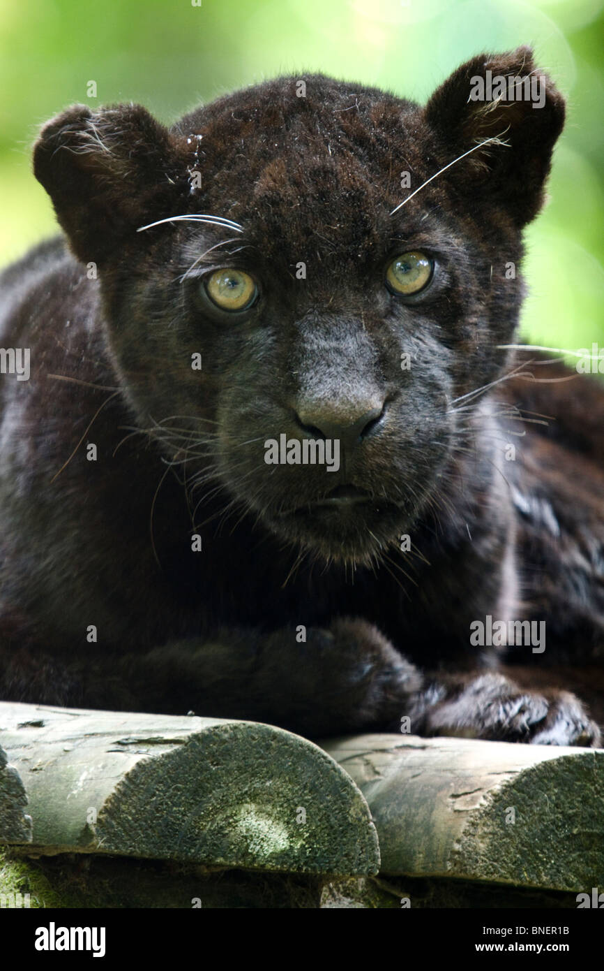 Black jaguar cub, Beauval zoo Stock Photo
