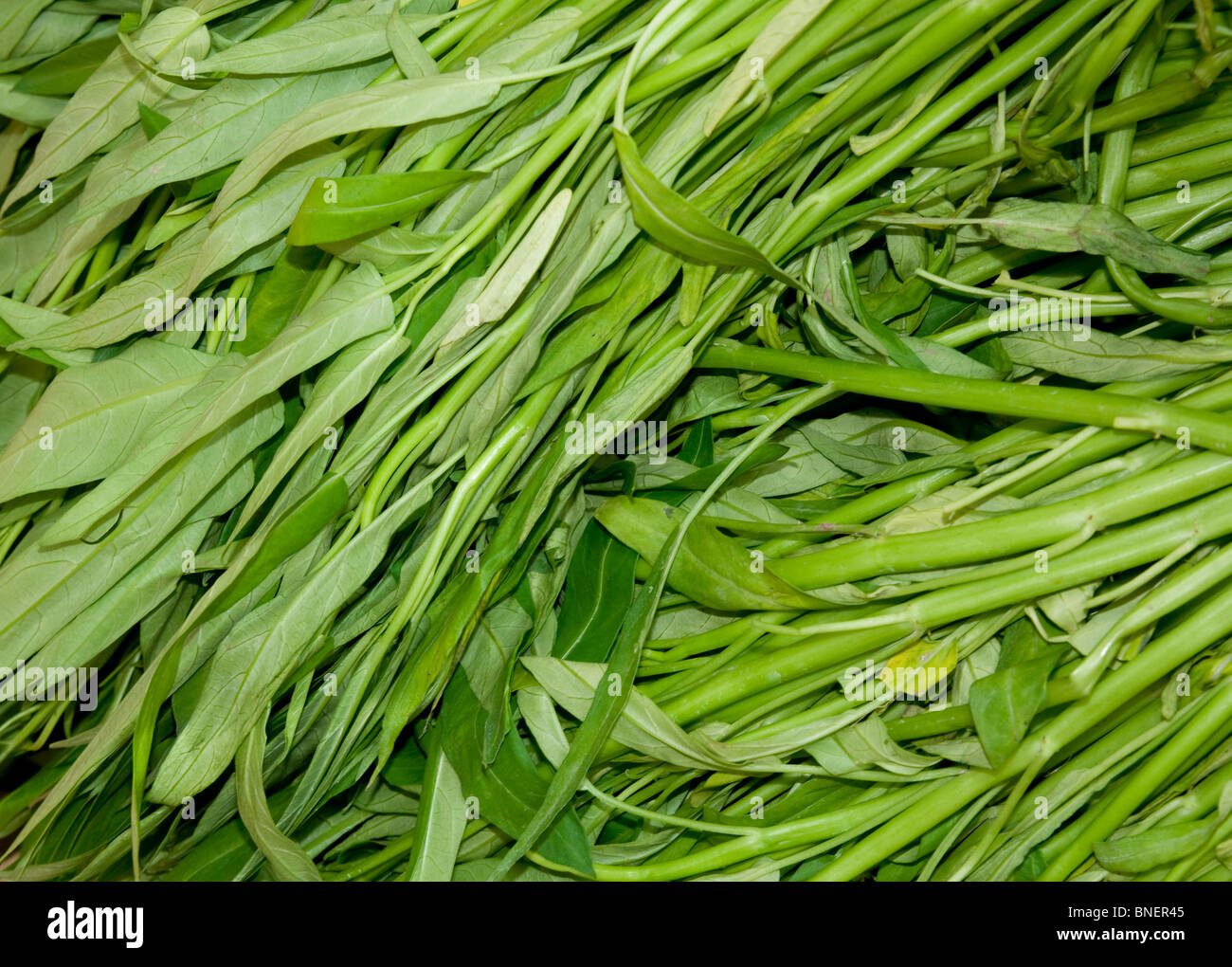Water spinach, also called water morning glory. Stock Photo