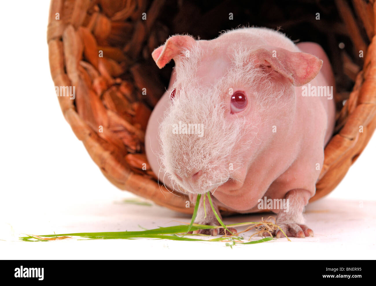 Image showcasing Guinea Pig is having its vegetarian meal Stock Photo - Alamy