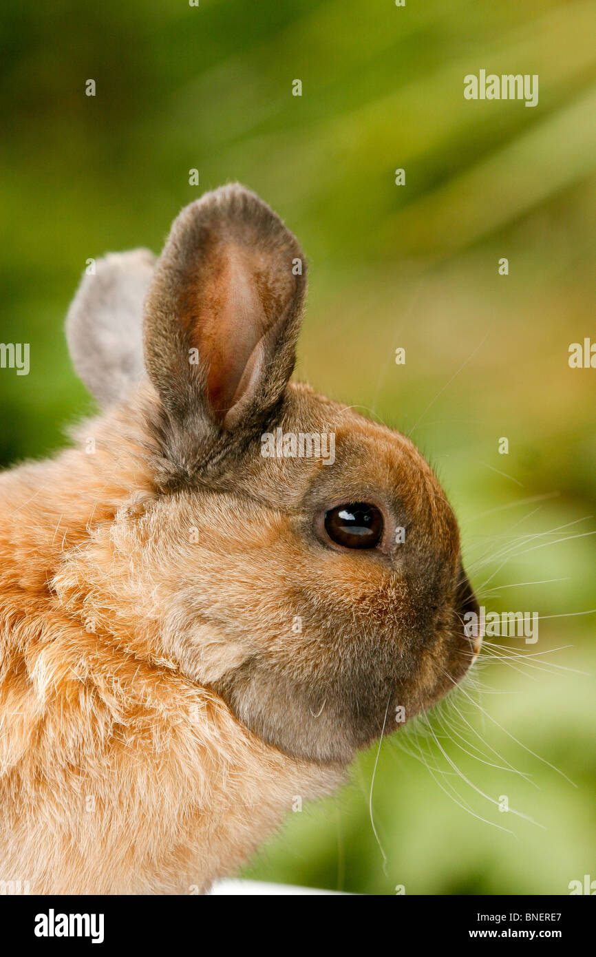 Dwarf rabbit with protruding front tooth Stock Photo Alamy