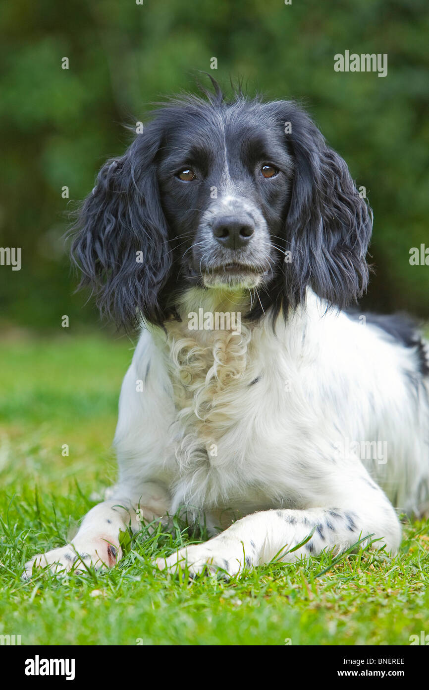 Black spaniel dog laying down hi-res stock photography and images - Alamy