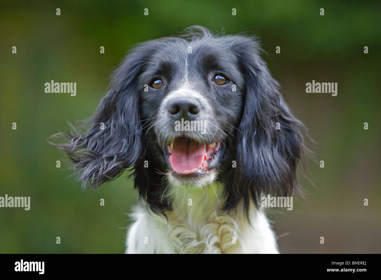 A portrait photograph of a black and white English Springer Spaniel working gun dog outside Stock Photo
