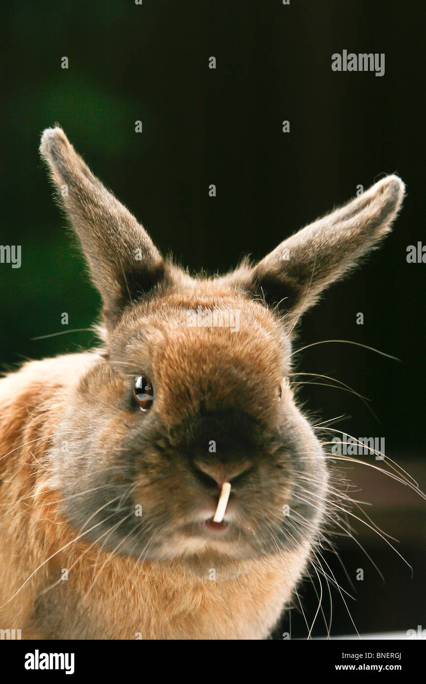 Dwarf rabbit with protruding front tooth Stock Photo Alamy