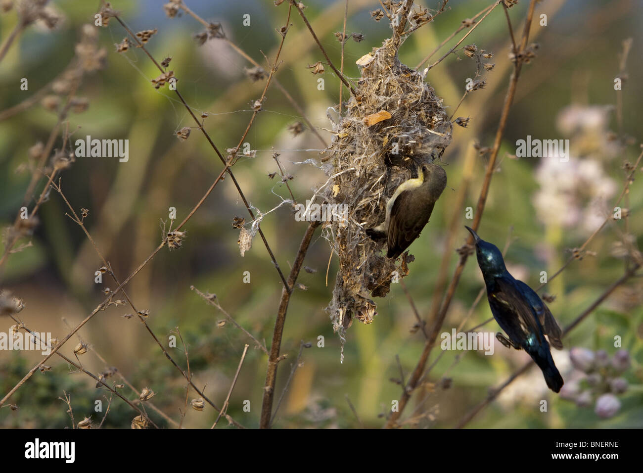 Indian Purple sunbird building nest Stock Photo