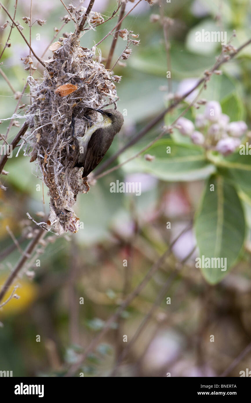 Indian Purple sunbird building nest Stock Photo