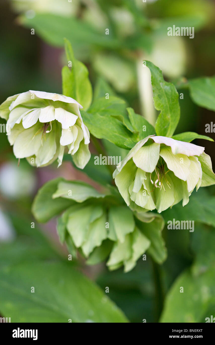 Double White Hellebore flowers in bloom in early Spring in Sussex, England, UK Stock Photo