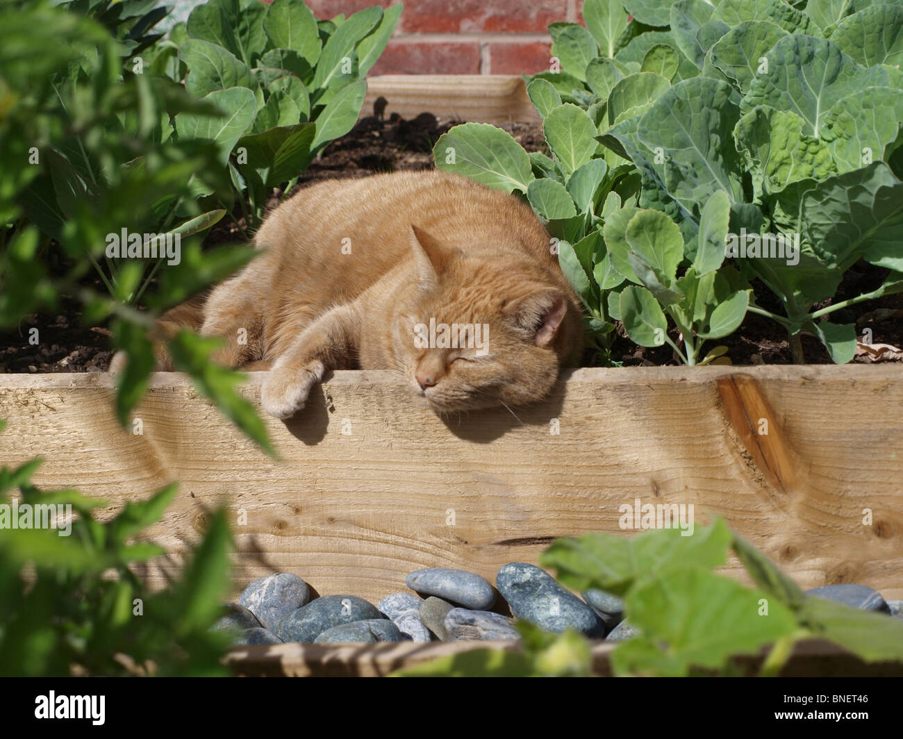 Cute cat sleeping in the sunny veg patch. Stock Photo