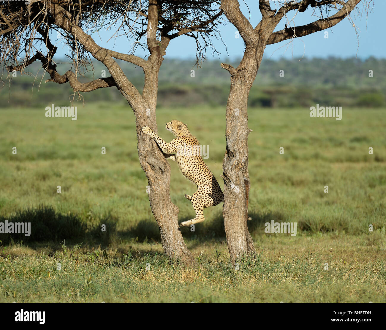 Cheetah climbing on a tree, Serengeti, Tanzania Stock Photo Alamy
