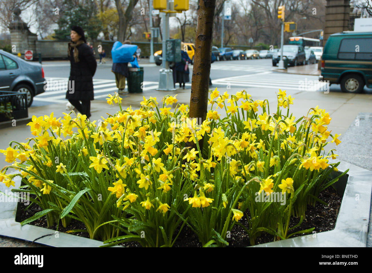 Daffodils on Fifth Avenue, New York City Stock Photo Alamy