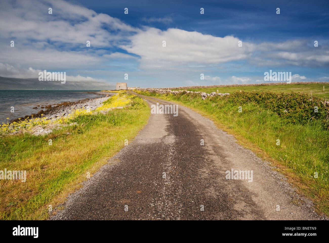 Country track, lined with yellow sea radish flowers, leading to the Martello tower at Finavarra Point, the Burren, County Clare, west of Ireland Stock Photo