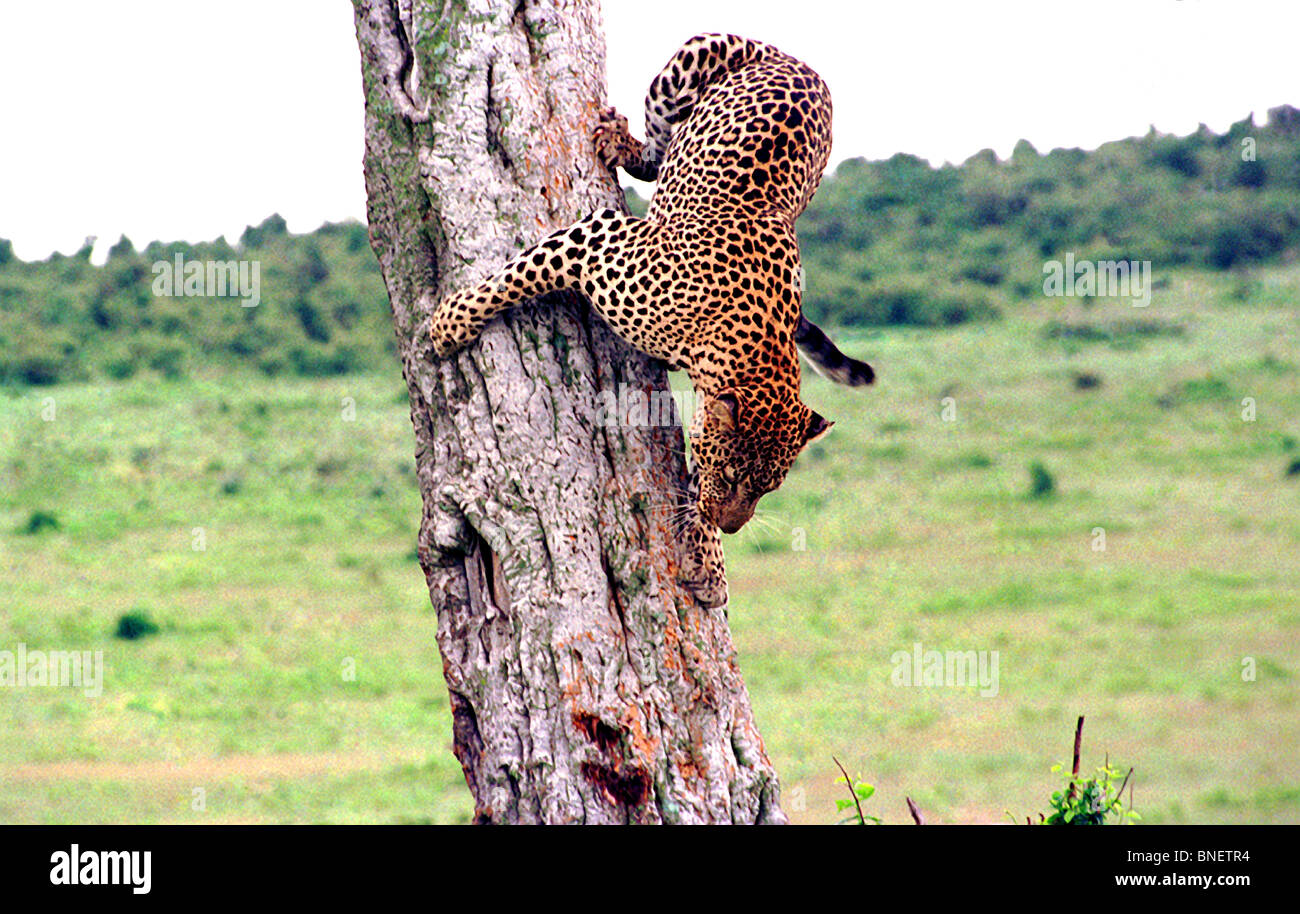 Masai mara wildlife hi-res stock photography and images - Alamy