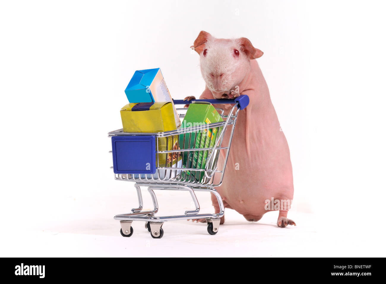 Guinea Pig has purchased some stuff in a supermarket Stock Photo Alamy
