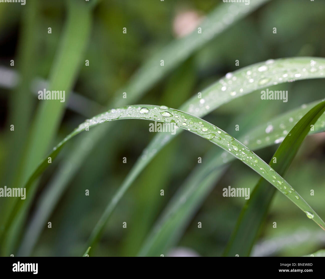 Beads of water on plant leaves in Shakespeare's garden in Central Park, New York City Stock Photo