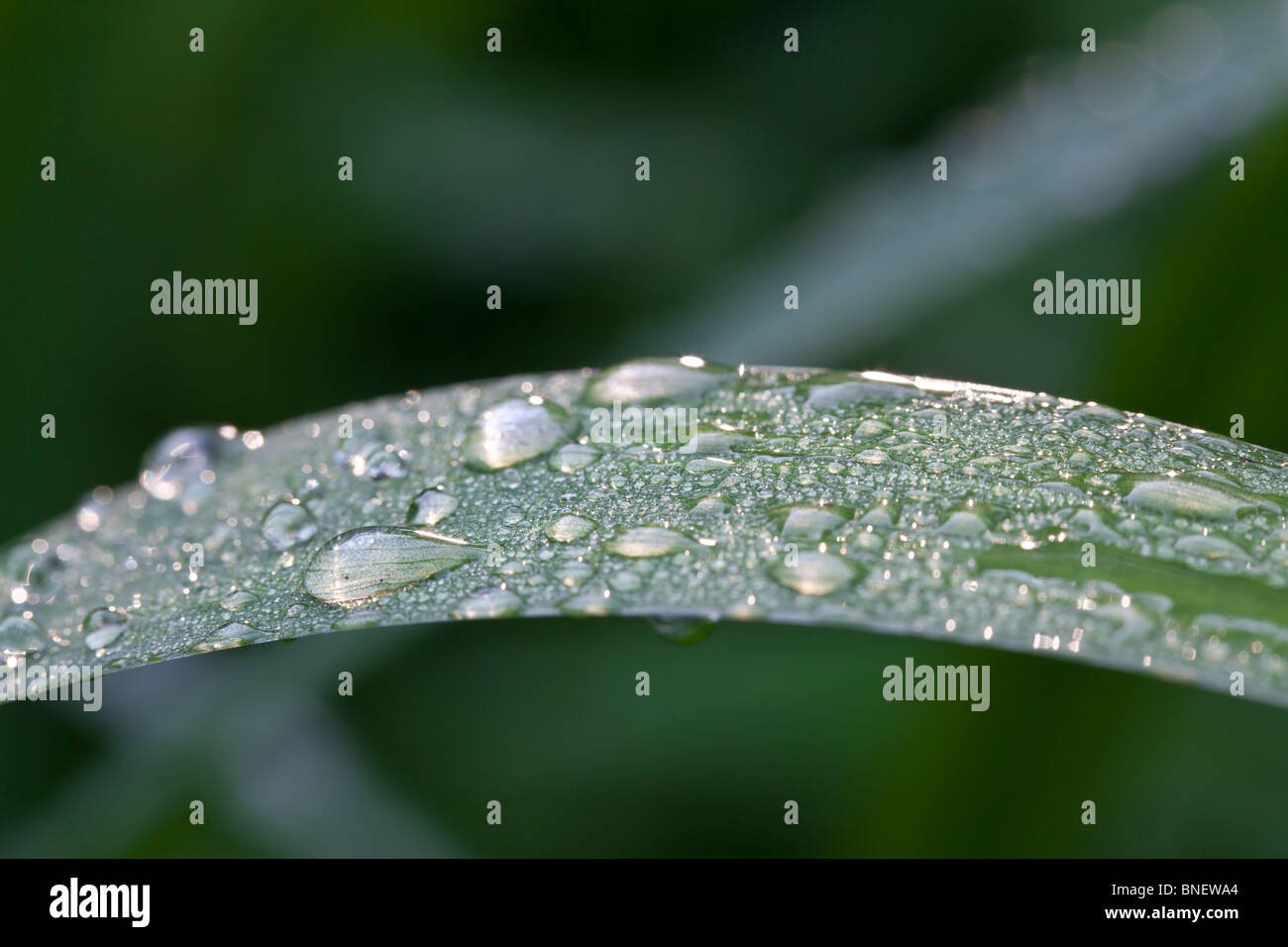 Beads of water on plant leaves in Shakespeare's garden in Central Park, New York City Stock Photo
