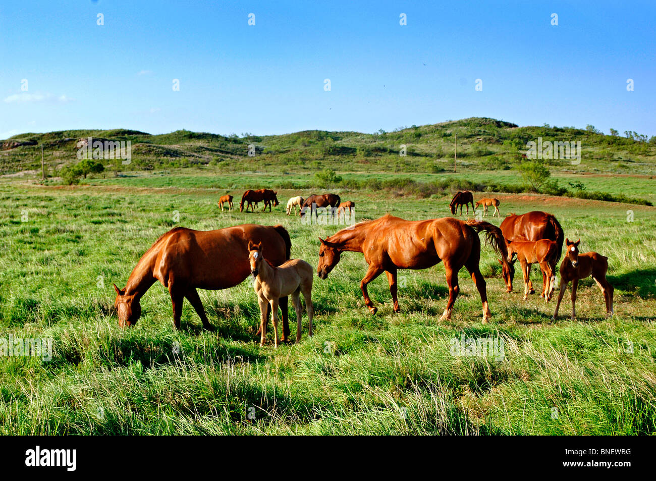 US heartland includes, farmscapes, ranch land, dusty roads, grass lands, cattle, horses, red clay, red dirt and desolate areas Stock Photo