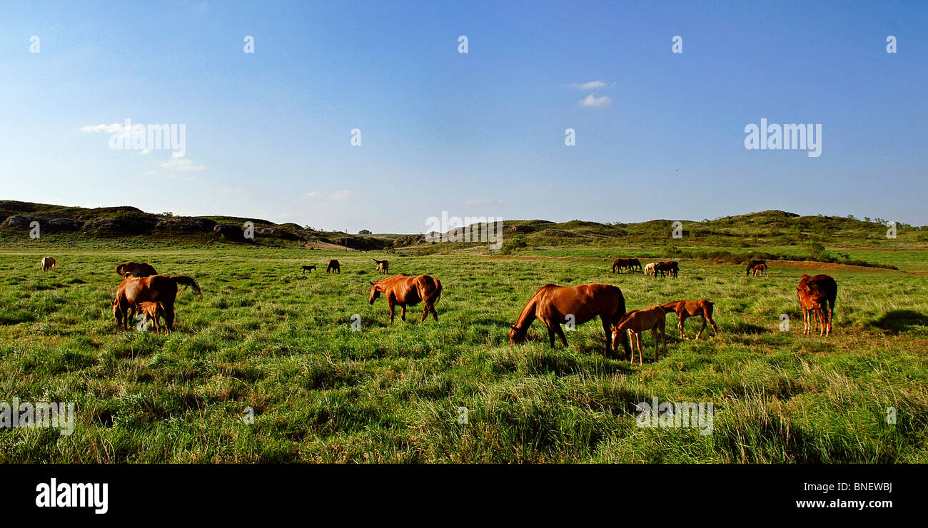 US heartland includes, farmscapes, ranch land, dusty roads, grass lands, cattle, horses, red clay, red dirt and desolate areas Stock Photo