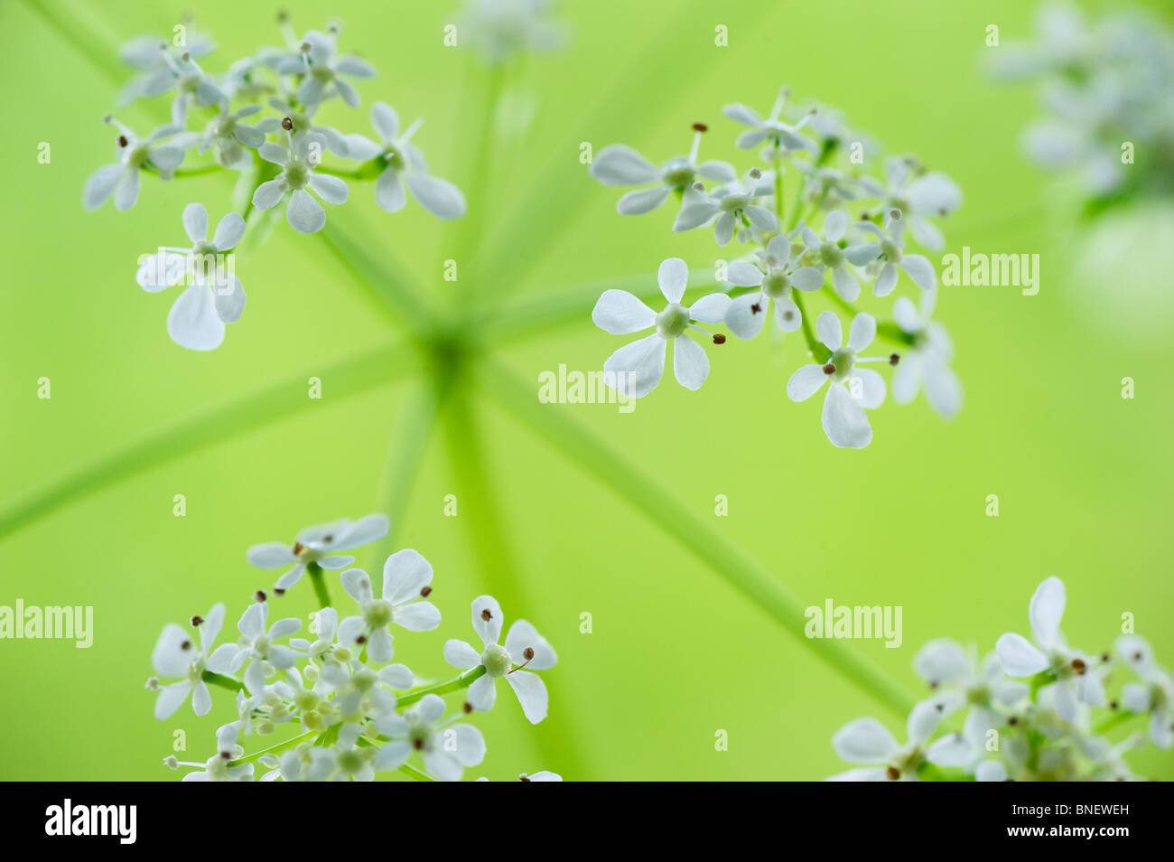 Cow parsley flowers close up Stock Photo Alamy