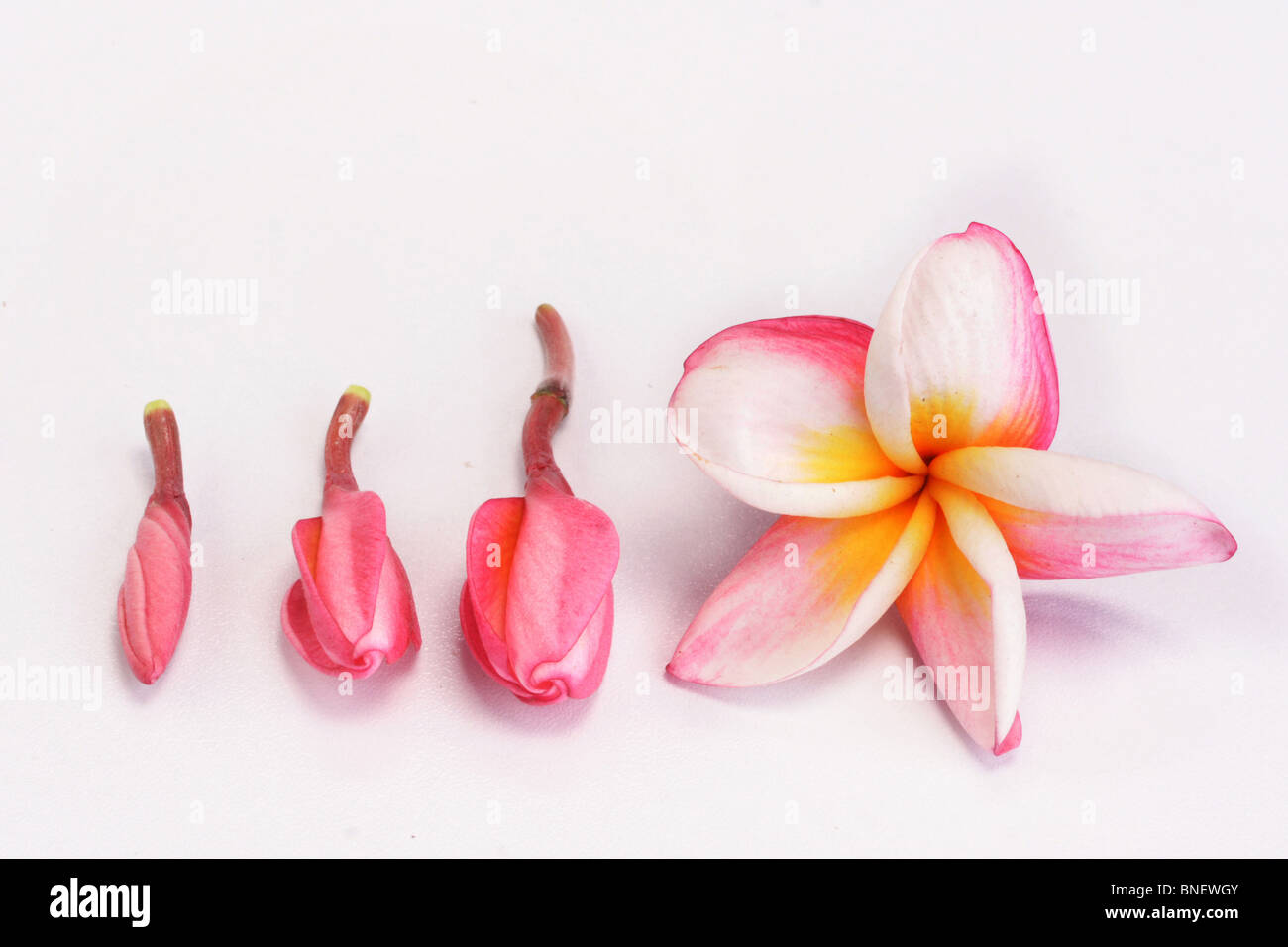 Plumeria flower stages Bud to flower Stock Photo Alamy