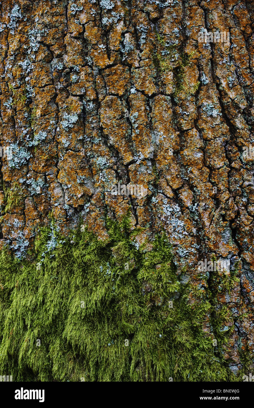 Oak tree bark with moss and lichen England UK Stock Photo Alamy