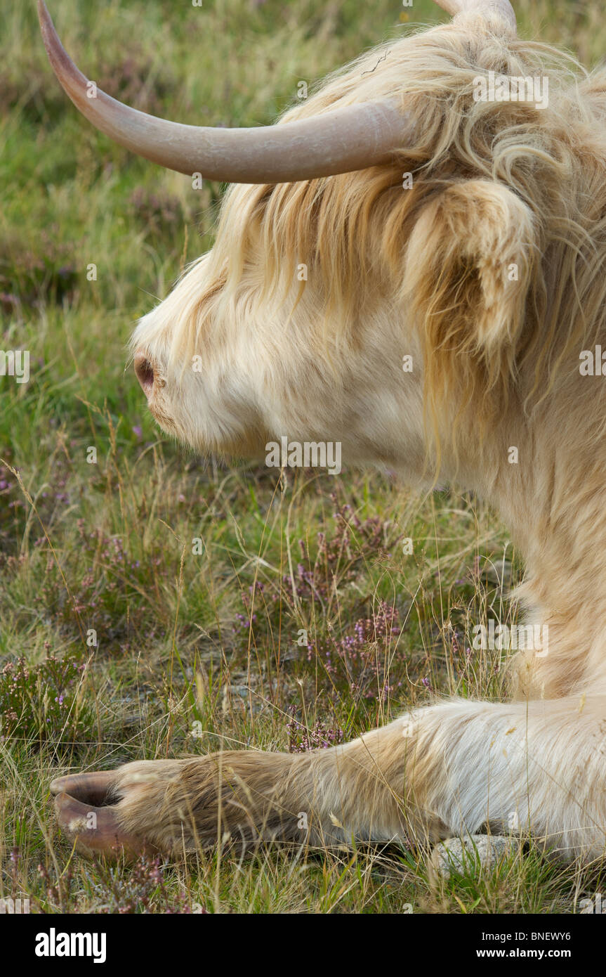 Highland Cow grazing on the Isle Of Skye, Inner Hebrides, Scotland ...