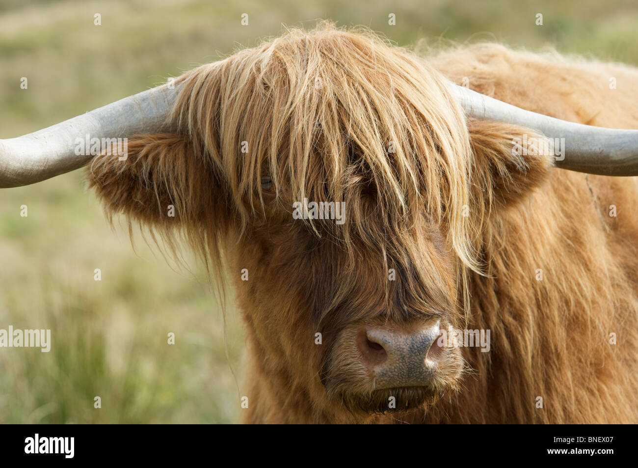 Highland Cow grazing on the Isle Of Skye, Inner Hebrides, Scotland ...