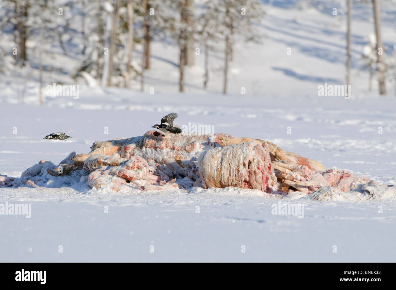 Great Spotted Woodpeckers (Dendrocopos major) feeding on a pile of pig (Sus scrofa) carcasses dumped in snow for baiting Eurasian Wolves (Canis lupus), Kuhmo, Finland, near the Russian border, February Stock Photo