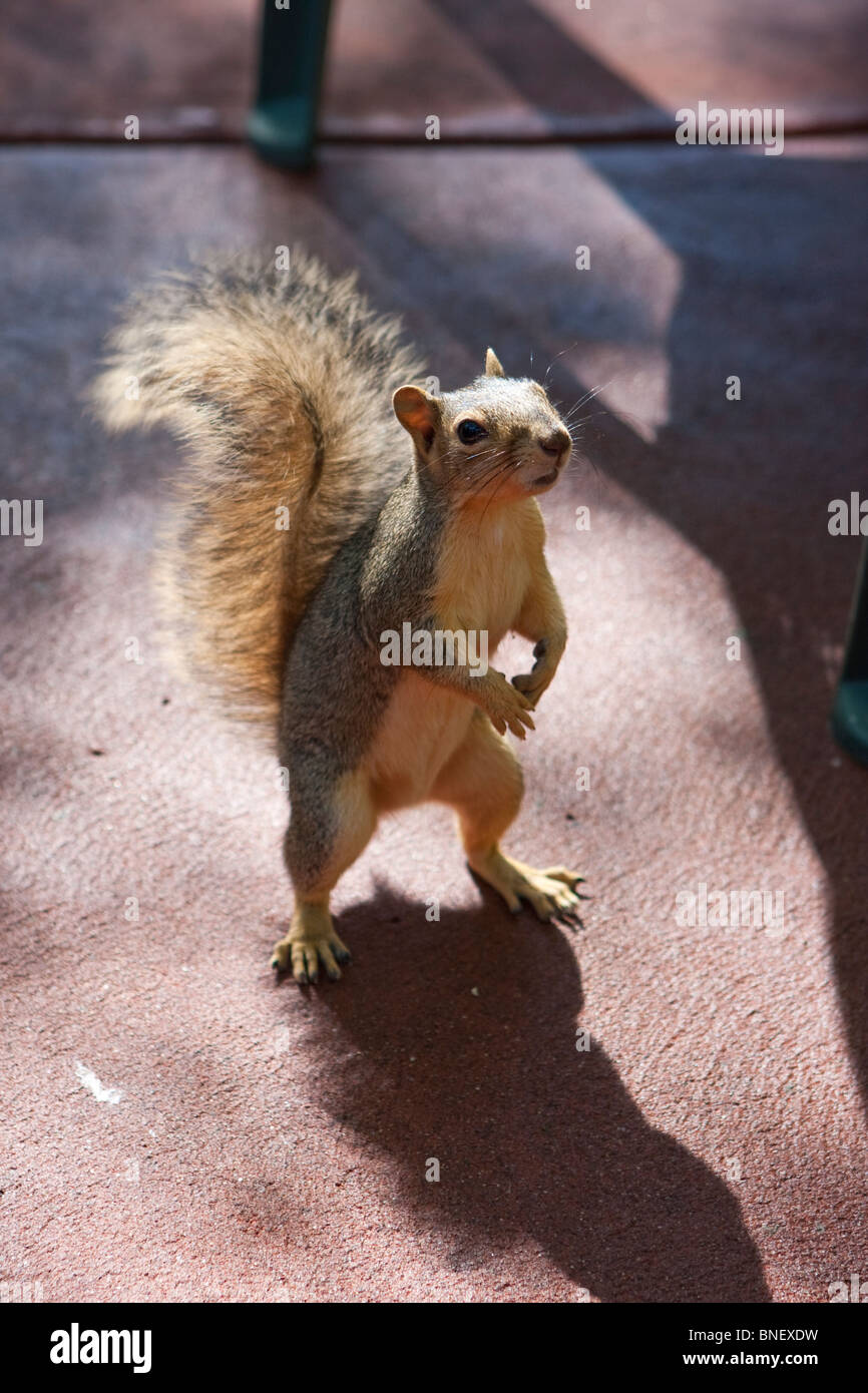 Begging Squirrel Hi res Stock Photography And Images Alamy begging-squirrel-hi-res-stock-photography-and-images-alamy