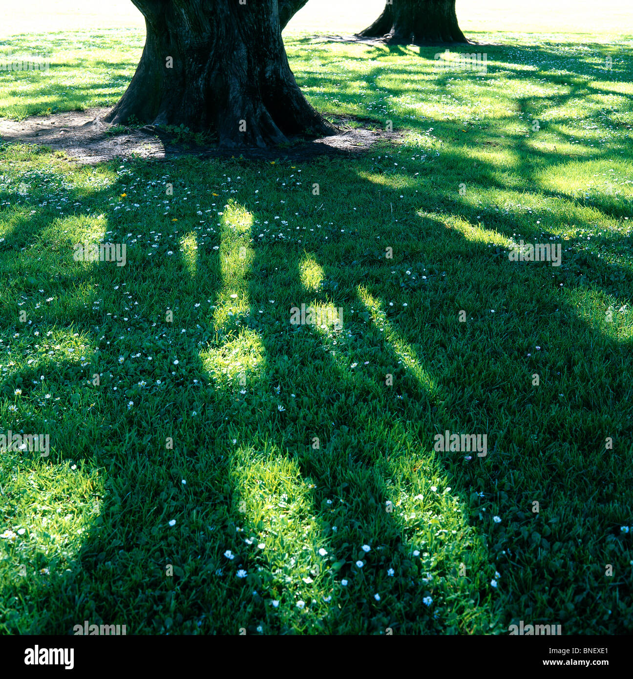 A tree casts a shadow  on green grass  Stock Photo 30446249 