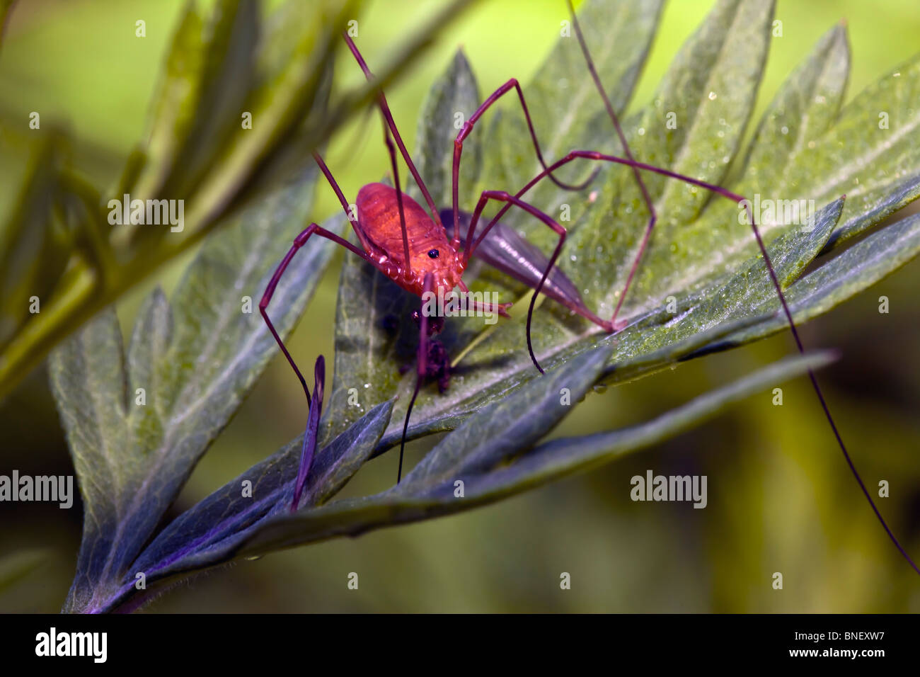 Daddy Long Legs Red Body
