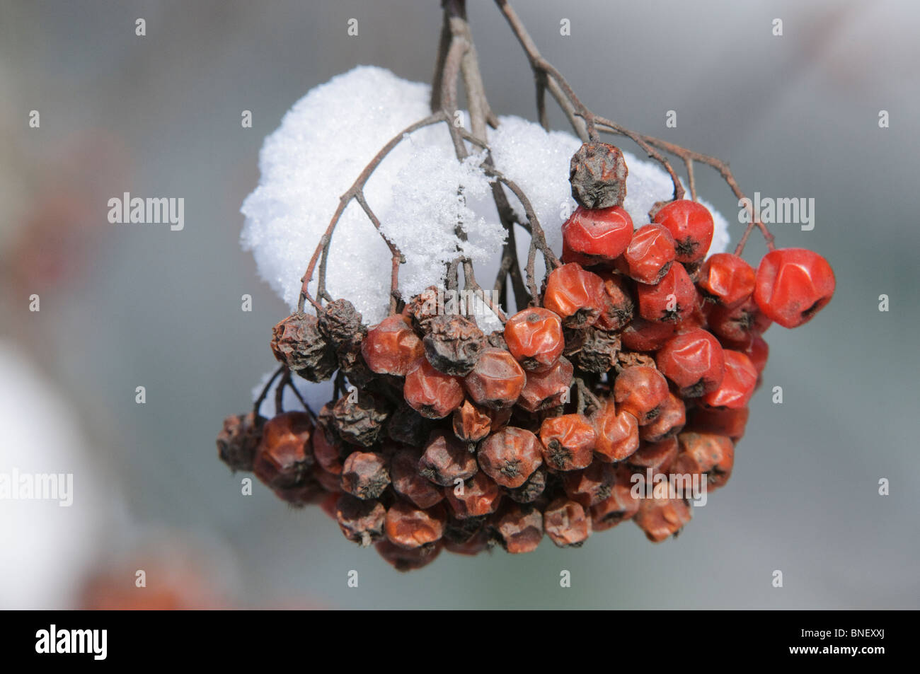 Rowan (Sorbus aucuparia) berries remaining available for Waxwing feeding throughout winter, Kuhmo, Finland Stock Photo