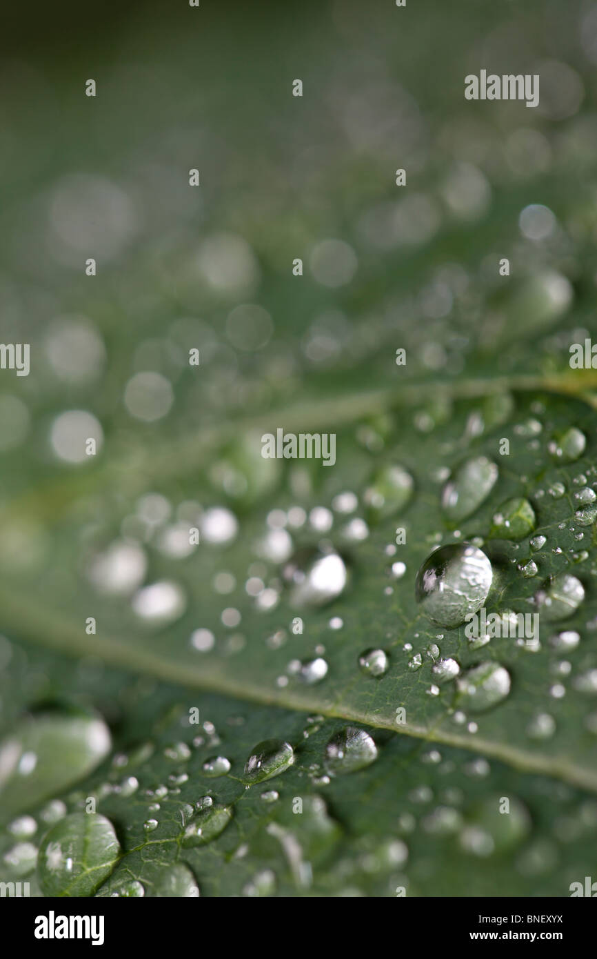 Water beads on leaf after hard rain Stock Photo