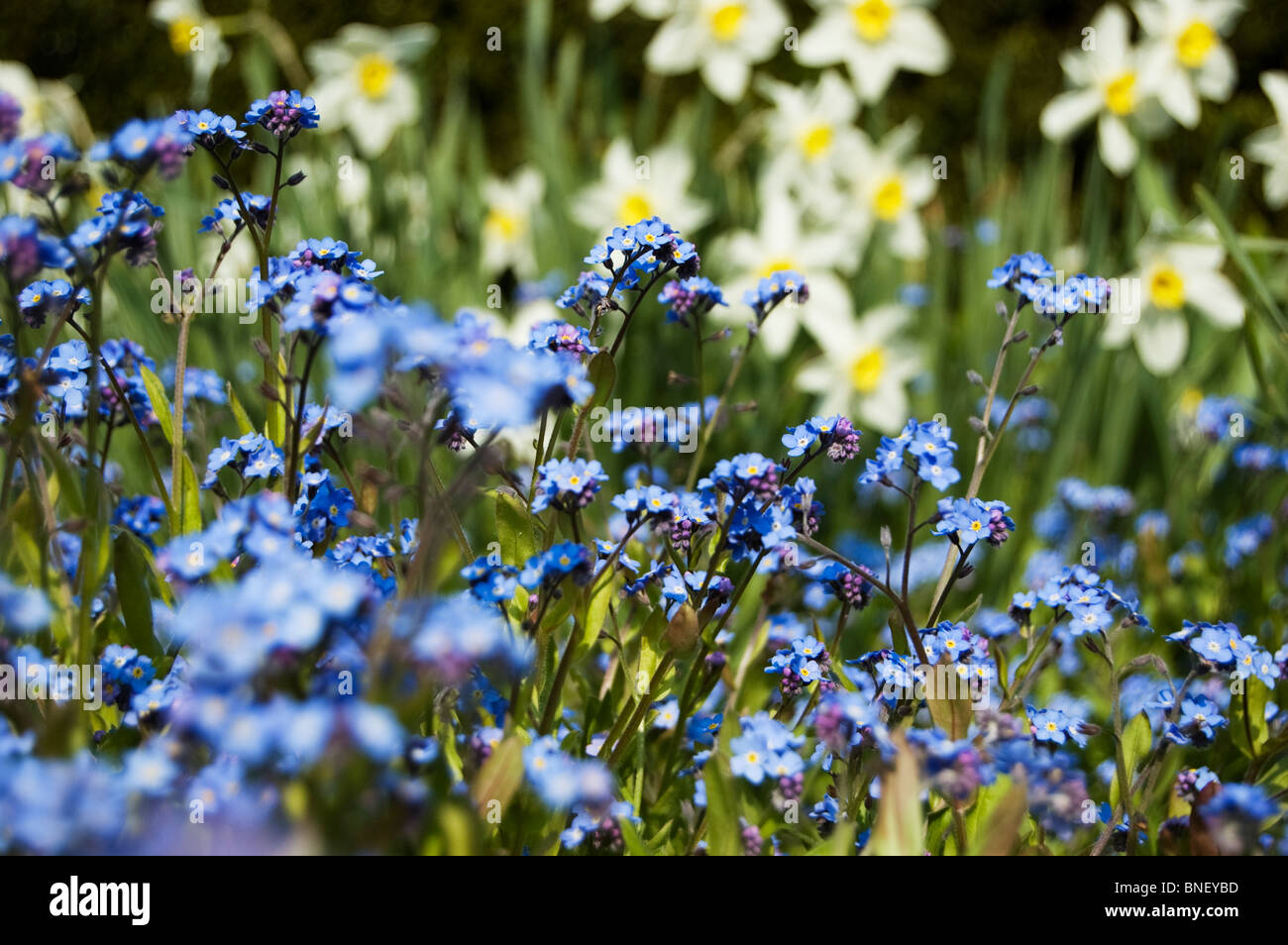and daffodils Stock Photo Alamy