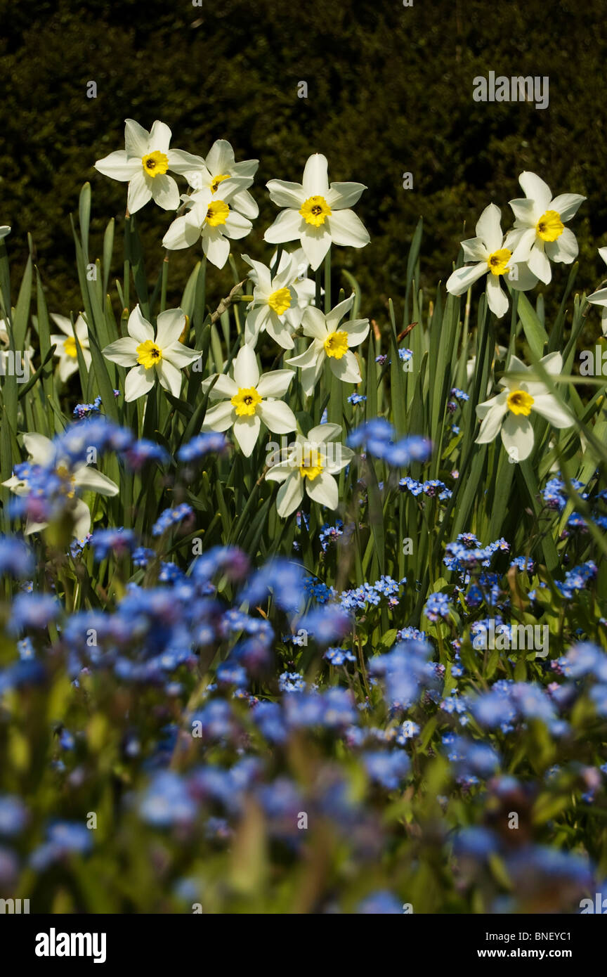 me nots daffodils hires stock photography and images Alamy