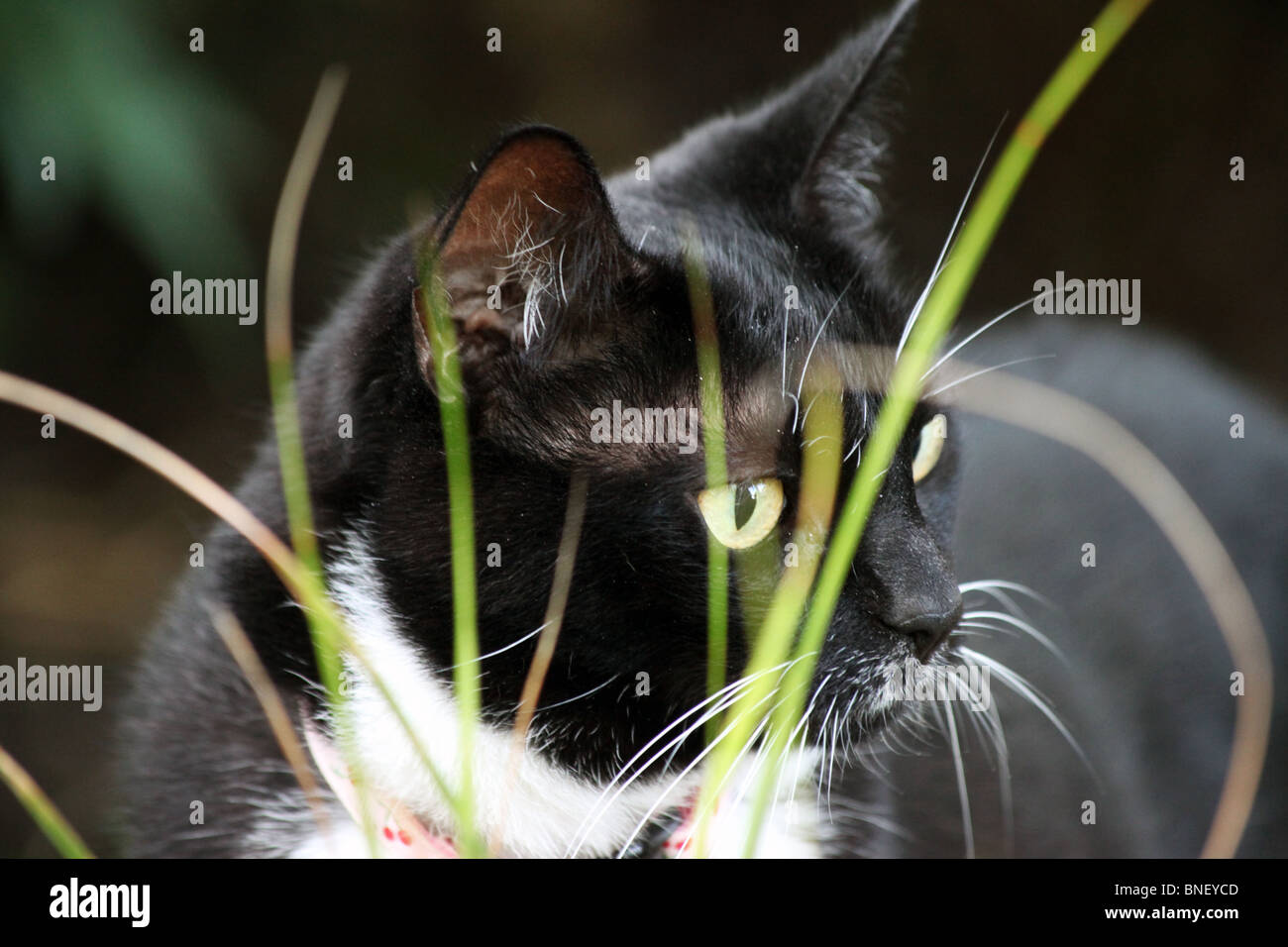 Domestic cat stalking prey hi-res stock photography and images - Alamy