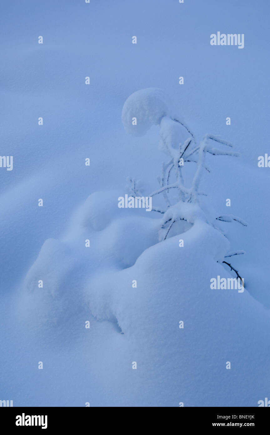 Details of snow and vegetation by winter in Oulanka area boreal forest, Finland Stock Photo