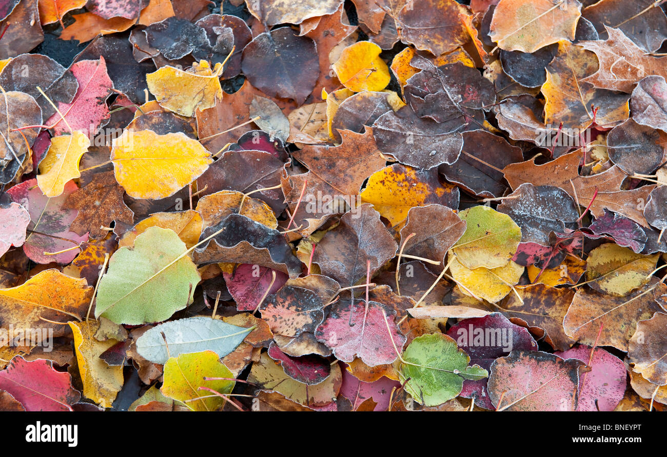 Frosty fallen foliage leaves of multiple color. Past their prime. Stock Photo