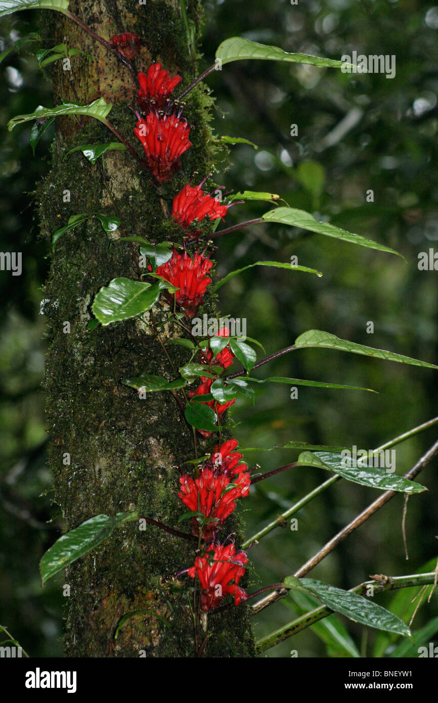 Climbing vine with red flowers in montane rainforest, Mount Kinabalu, Malaysia Stock Photo