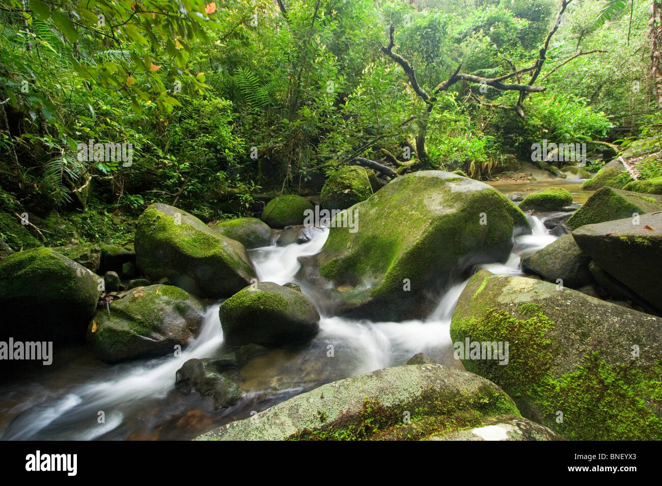 Rainforest stream in montane forest, Mount Kinabalu, Sabah, Malaysia Stock Photo