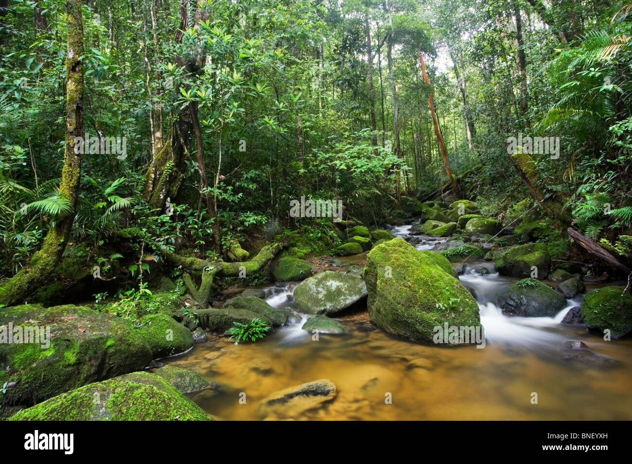 Rainforest stream in montane forest, Mount Kinabalu, Sabah, Malaysia Stock Photo