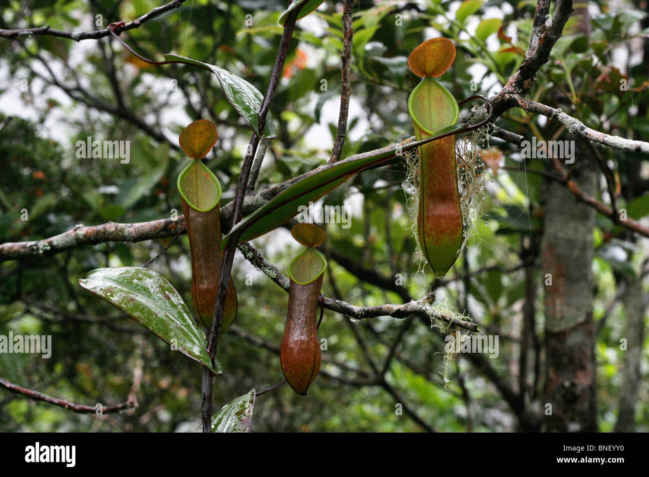 Aerial Pitcher of Pitcher Plant, Nepenthes Tentaculata, Mount Kinabalu, Malaysia Stock Photo